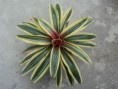 Neoregelia marmorata ’variegata’